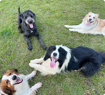 犬の幼稚園