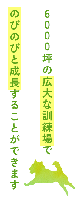 6000坪の広大な訓練場でのびのびと成長することができます