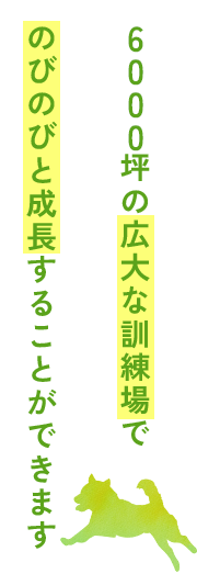 6000坪の広大な訓練場でのびのびと成長することができます