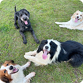 犬の幼稚園